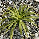 Yucca recurvifolia (jukka odgięta)