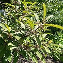 Callicarpa kwangtungensis (kalikarpa kwangtungeńska)