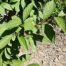 Viburnum ×bodnantense Deben