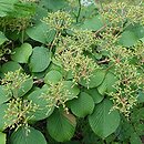 Viburnum plicatum Shasta