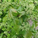 Viburnum dilatatum Iroquois