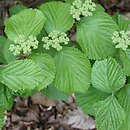 Viburnum dilatatum Michael Dodge