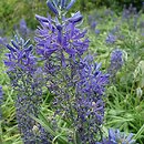 Camassia quamash Blue Melody