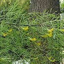 Caragana arborescens Lorbergii