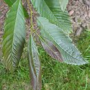 Castanea sativa Anny's Summer Red