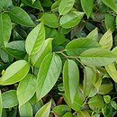 Leucothoe fontanesiana Zebonard