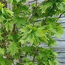 Acer saccharum Millane's Dwarf