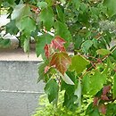 Acer rubrum Summer Red