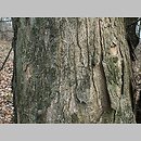 znalezisko 20070112.1.js - Acer pseudoplatanus (klon jawor); Góry Kaczawskie, okolice Wlenia