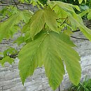 Acer pseudoplatanus Pruhonice