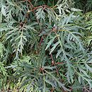 Acer palmatum Orangeola
