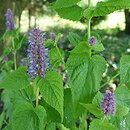 Nepeta subsessilis Candy Cat