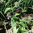 Nepeta subsessilis Laufen