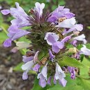 Nepeta subsessilis Sweet Dreams