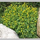 znalezisko 20120008.1.js - Corydalis lutea (kokorycz żółta); Ogrod Dendrologiczny w Przelewicach