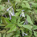 Corydalis temulifolia Chocolate Stars