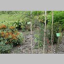 znalezisko 20210622.78.js - Polygonatum kingianum (kokoryczka Kinga); Arboretum Wojsławice