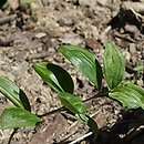 Polygonatum prattii (kokoryczka Pratta)