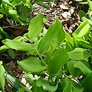 Polygonatum glaberrimum (kokoryczka gładka)