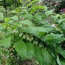 Polygonatum Betberg