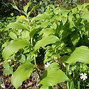 Polygonatum hirtum (kokoryczka szerokolistna)