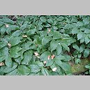 znalezisko 20210622.76.js - Polygonatum latifolium (kokoryczka szerokolistna); Arboretum Wojsławice