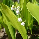 Convallaria majalis Aurea