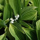 Convallaria majalis Polish Beauty