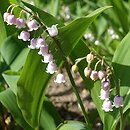 Convallaria majalis Rosea Variegata