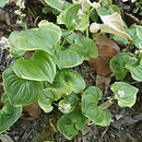 Maianthemum dilatatum (konwalijka kamczacka)