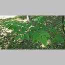 znalezisko 20170614.1.js - Phellodendron amurense (korkowiec amurski); Arboretum Kudypy