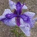 Iris ensata Marmouroa