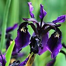 kosaciec prÄ…Å¼kowany (Iris chrysographes)