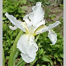 kosaciec strzechowaty (Iris tectorum)