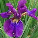 Iris sibirica Abaluae