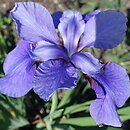 Iris sibirica Zmierzch