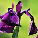 kosaciec szczecinkowy (Iris setosa)