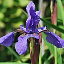 kosaciec krwisty (Iris sanguinea)