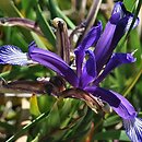 Iris pontica