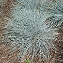 Festuca glauca Casblue