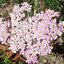 Achillea millefolium (hort.) Little Susie