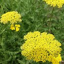 Achillea filipendulina Cloth of Gold