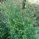 Sanguisorba officinalis Jam Session