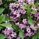 Weigela florida Plangen