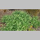 znalezisko 20210622.73.js - Origanum rotundifolium ‘Dingle Fairy’; Arboretum Wojsławice