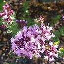 Origanum Rosenkuppel