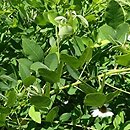 Lespedeza thunbergii White Fountain