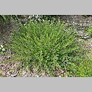 znalezisko 20160720.13.js - Lespedeza bicolor (lespedeza krzewiasta); Arboretum Wojsławice