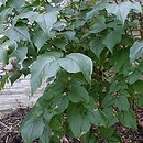 Syringa ×hyacinthiflora (lilak hiacyntowy)