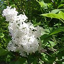 Syringa ×hyacinthiflora (lilak hiacyntowy)